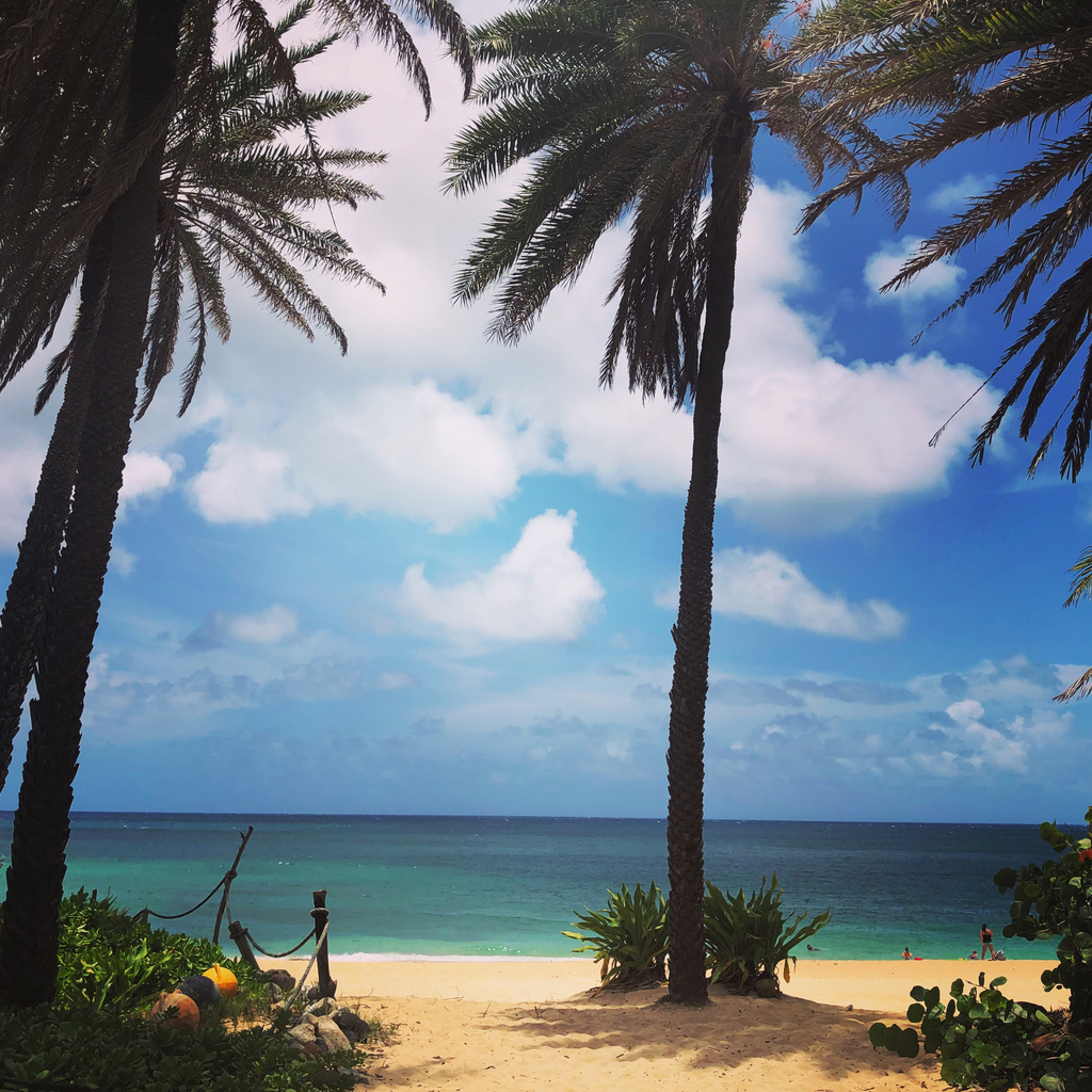 Pretty view of palm trees on hawaii beach with ocean and fluffy white clouds